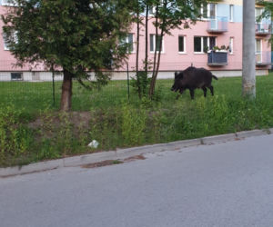 Dziki w Olsztynie