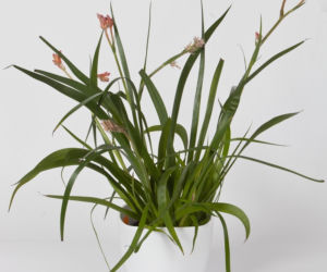 Anigozanthos