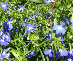Lobelia: rośliny na balkon południowy