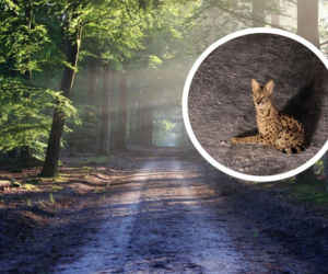 Wielkie polowanie pod Warszawą. Egzotyczny kot z Afryki na wolności 