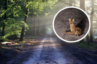 Wielkie polowanie pod Warszawą. Egzotyczny kot z Afryki na wolności 