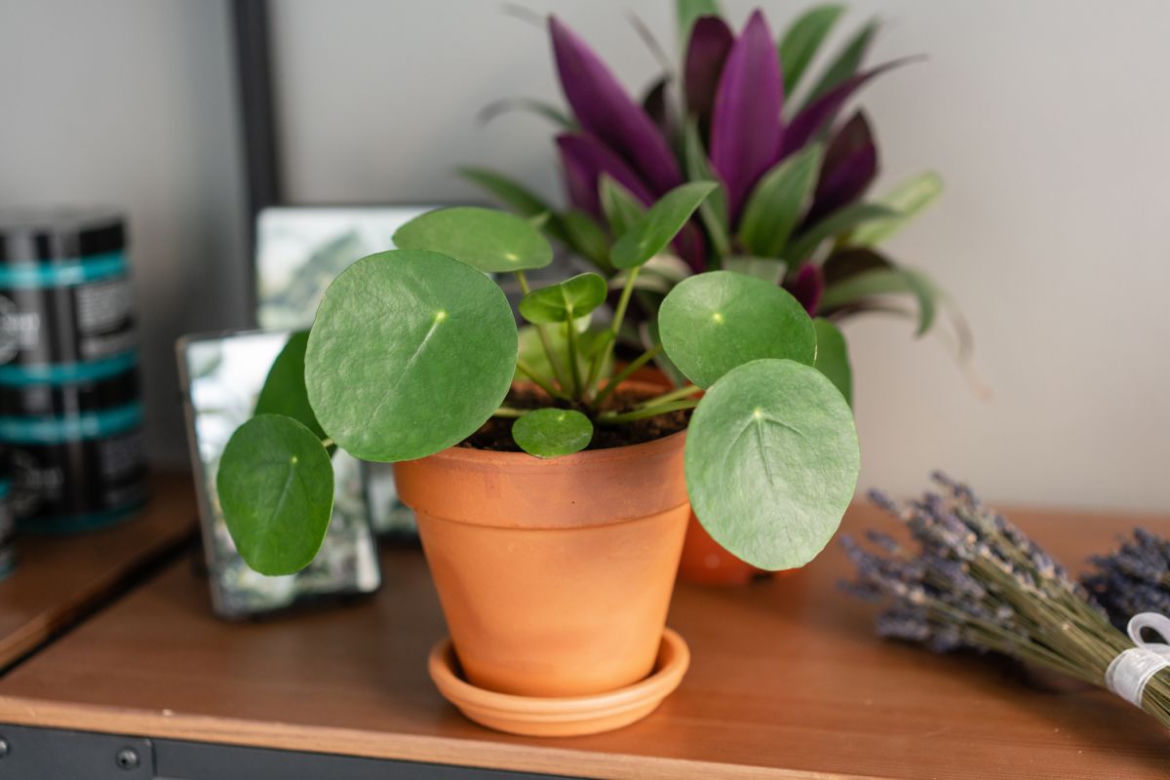 Pieniążek (Pilea peperomioides)