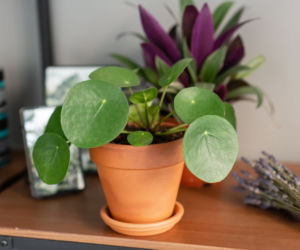 Pieniążek (Pilea peperomioides)