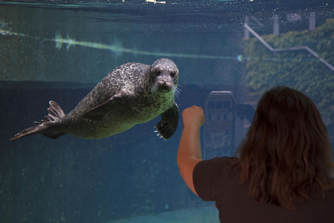 We wrocławskim zoo urodziły się dwie foki pospolite