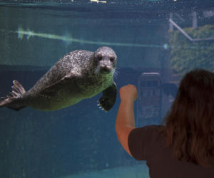 We wrocławskim zoo urodziły się dwie foki pospolite