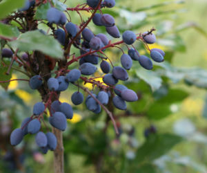 Mahonia pospolita