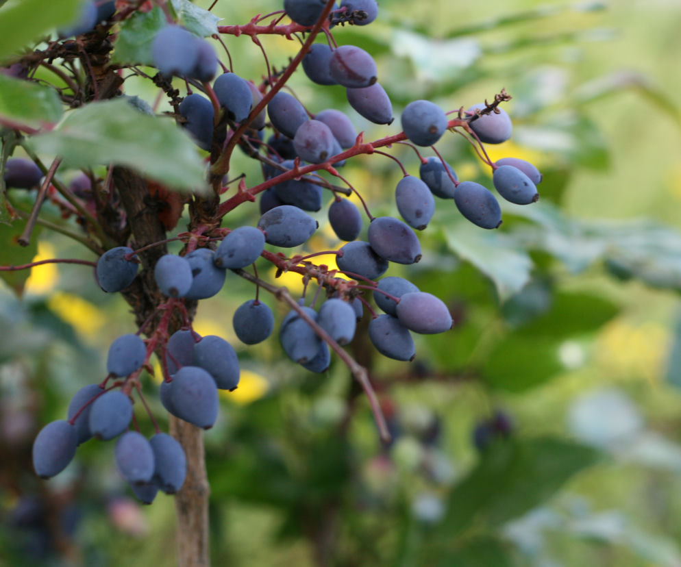 Mahonia pospolita
