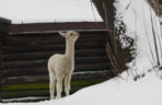 Biały jak śnieg samczyk alpaki urodził się w Warszawie