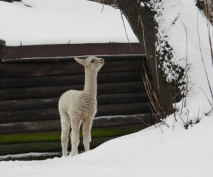 Biały jak śnieg samczyk alpaki urodził się w Warszawie