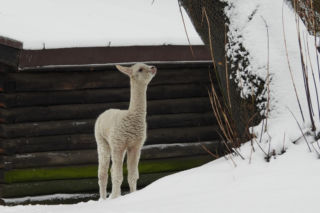 Biały jak śnieg samczyk alpaki urodził się w Warszawie