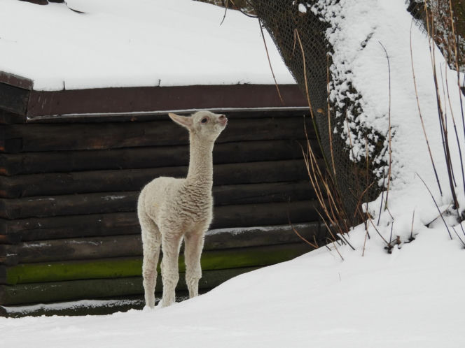 Biały jak śnieg samczyk alpaki urodził się w Warszawie