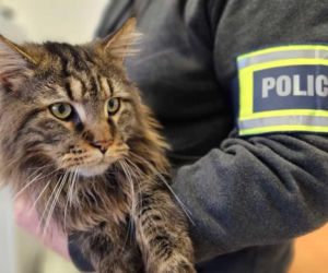 Porwany sprzed domu futrzak wart 12 tys. złotych wrócił do opiekunów. 33-latek może trafić do kicia