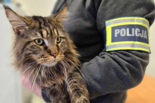 Porwany sprzed domu futrzak wart 12 tys. złotych wrócił do opiekunów. 33-latek może trafić do kicia