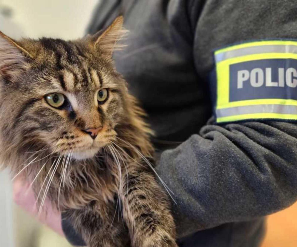 Porwany sprzed domu kot wart 12 tys. złotych wrócił do opiekunów. 33-latek może trafić do kicia