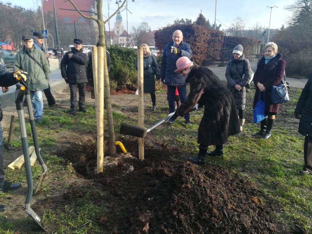 Za nami duża akcja sadzenia drzew w Toruniu. Pojawi się też 5 tysięcy krzewów!