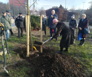 Za nami duża akcja sadzenia drzew w Toruniu. Pojawi się też 5 tysięcy krzewów!