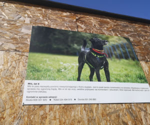 Zwierzaki z portretów czekają na adopcję