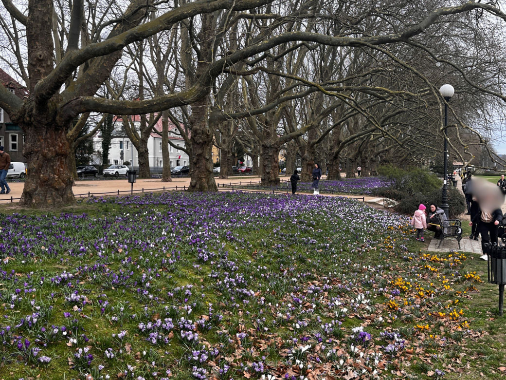 Krokusy w Szczecinie 