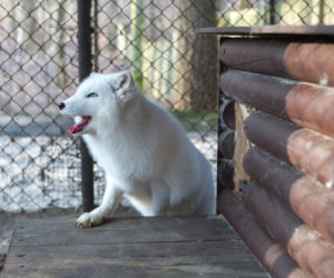 ZWIERZAKI Z POZNAŃSKIEGO ZOO DOSTAŁY PREZENTY.