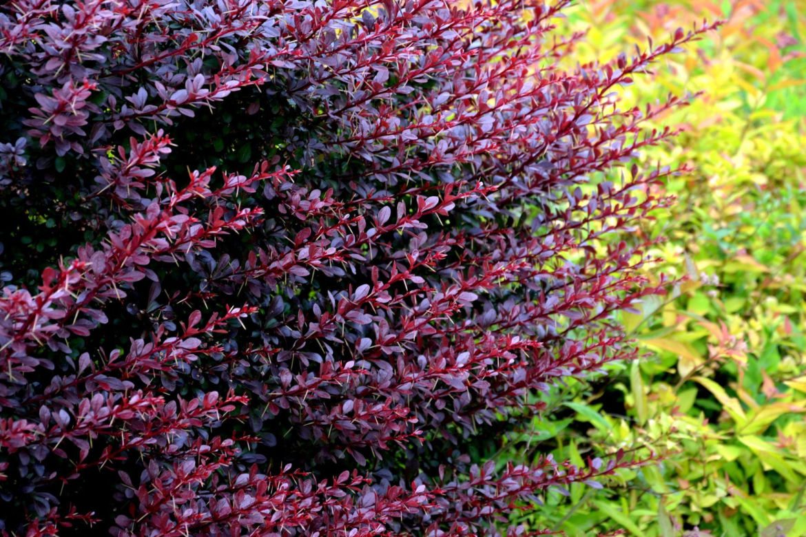 Berberys Thunberga 'Atropurpurea'