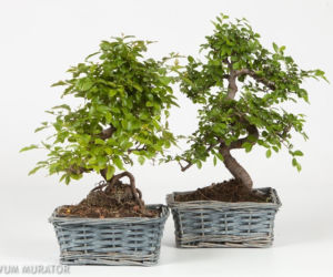 Bonsai: karłowe drzewa w mieszkaniu