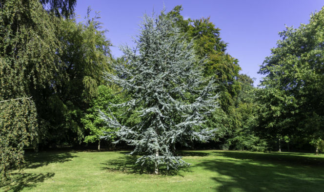 Cedrus libani 'Glauca'