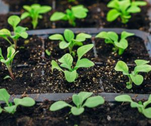 Kiedy i jak siać petunię na rozsadę? Sprawdź!