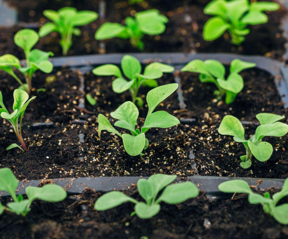 Kiedy i jak siać petunię na rozsadę? Sprawdź!