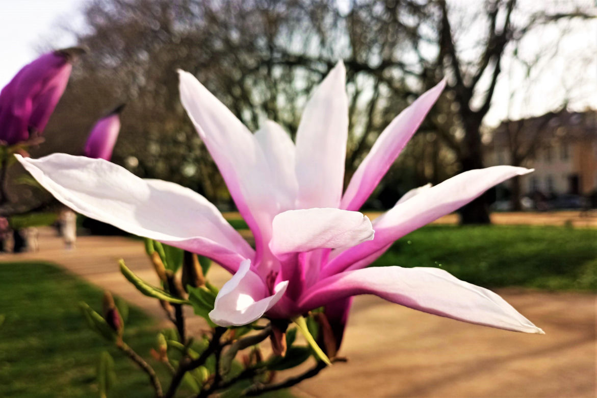 Magnolie w Szczecinie