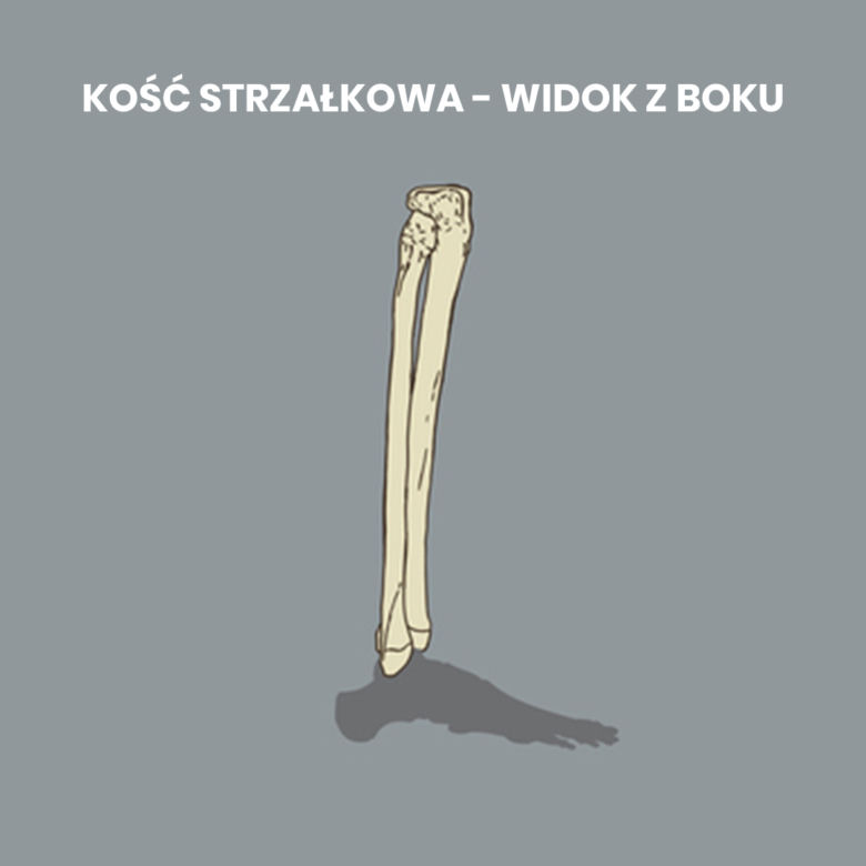 Kość strzałkowa łączy się z kością piszczelową w dwóch miejscach