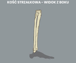 Kość strzałkowa
