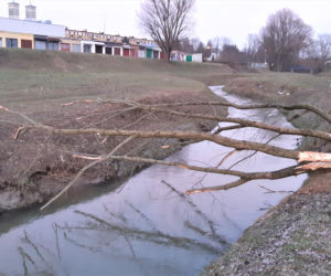 Bobry zadomowiły się w Tarnowie