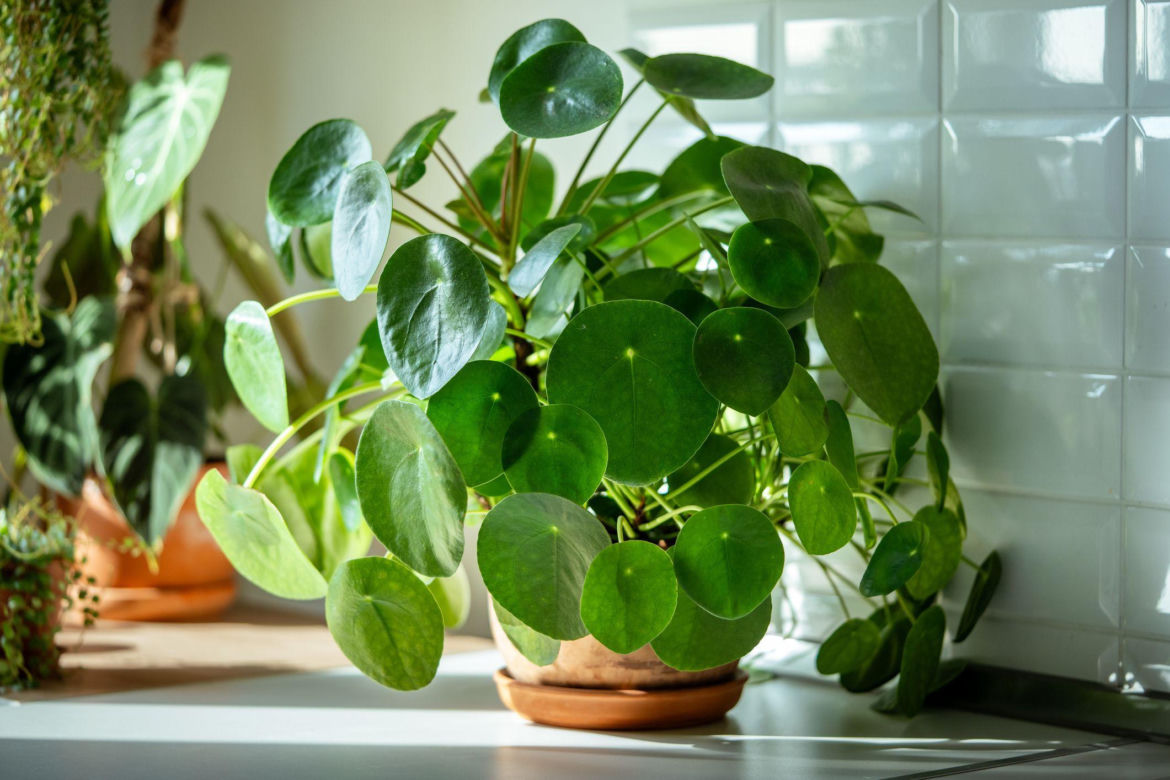 Pilea peperomioides