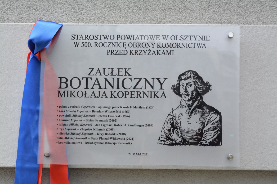 Olsztyn ma swoją palmę. Powstał Zaułek botaniczny Mikołaja Kopernika