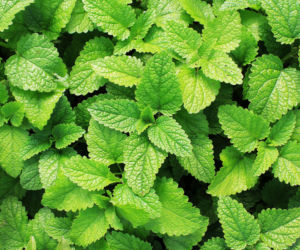 Mięta