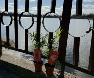 Darmowe palmy na ulicach Suwałk! Niezwykła akcja Radia ESKA