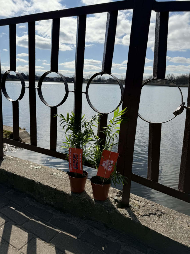 Darmowe palmy na ulicach Suwałk! Niezwykła akcja Radia ESKA