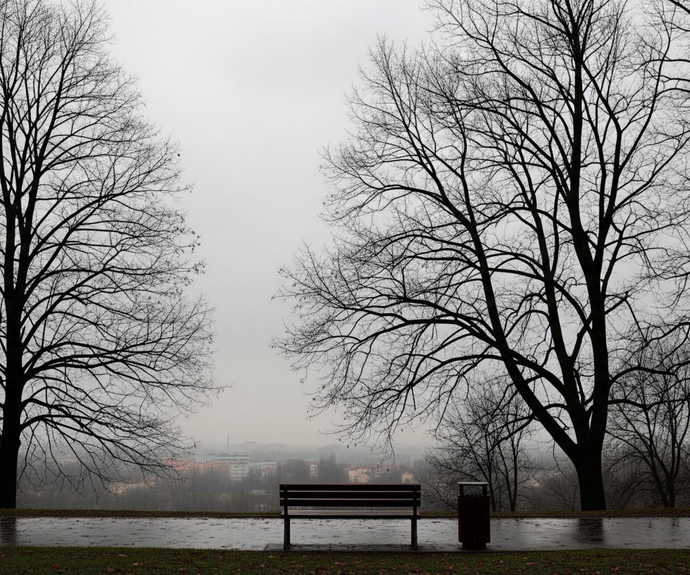 Dwie duże, bezlistne drzewa o ciemnych, rozłożystych konarach dominują po obu stronach kadru, tworząc naturalną ramę dla centralnego widoku. Pomiędzy nimi, na utwardzonej, mokrej alei, stoi ciemnobrązowa ławka z oparciem oraz ciemny kosz na śmieci po jej prawej stronie. Za aleją rozciąga się miejski krajobraz z budynkami i licznymi, nagimi drzewami, zanurzonymi w gęstej, szarej mgle, która rozjaśnia się ku górze.