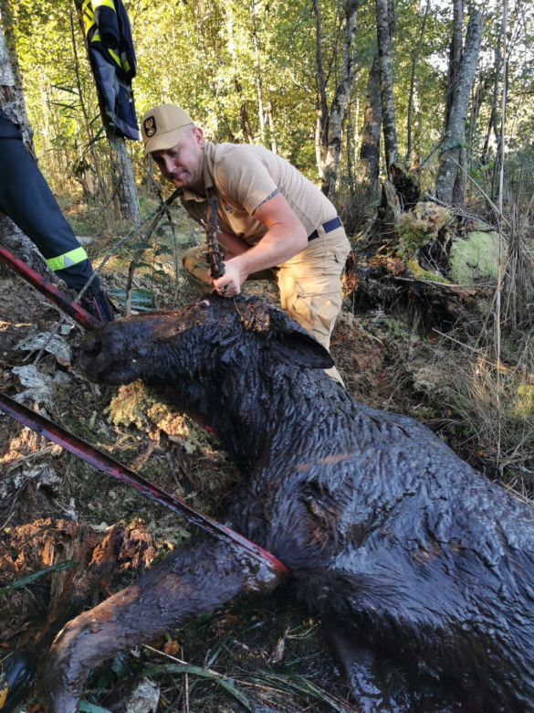 Pod żarłocznym łosiem zarwała się ziemia. Z błota widać było jego głowę