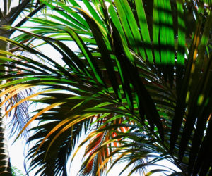 Palmiarnia