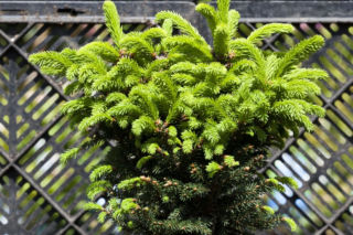 Świerk pospolity 'Barryi' - Picea abies 'Barryi'