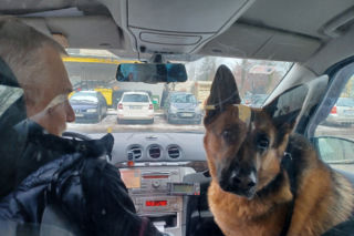 Poznajcie Lajlę - psią rezydentkę jednej z warszawskich taksówek!
