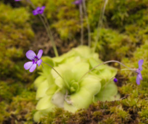 Tłustosz (Pinguicula)