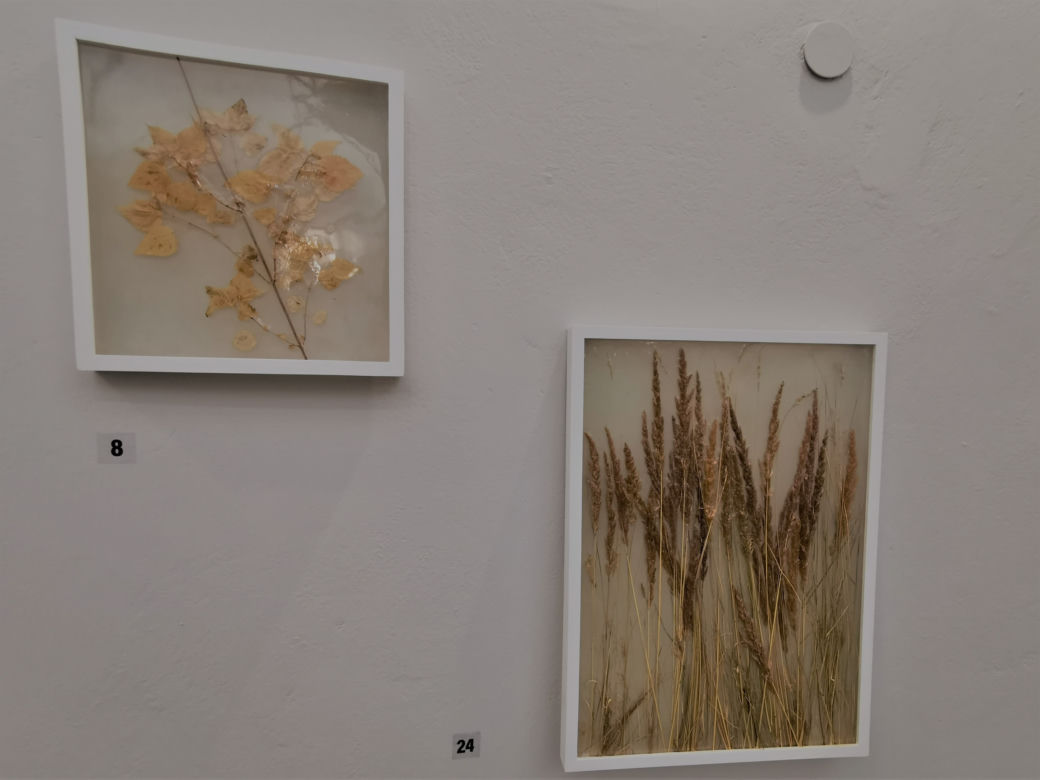 HERBARIUM Łukasza Surowca