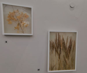 HERBARIUM Łukasza Surowca
