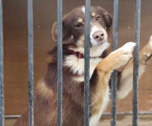 1,5 tony karmy ku pamięci Łukasza Litewki