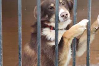 1,5 tony karmy ku pamięci Łukasza Litewki