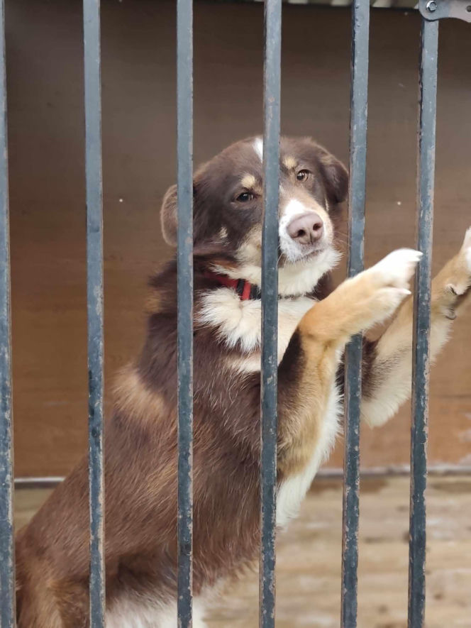 1,5 tony karmy ku pamięci Łukasza Litewki