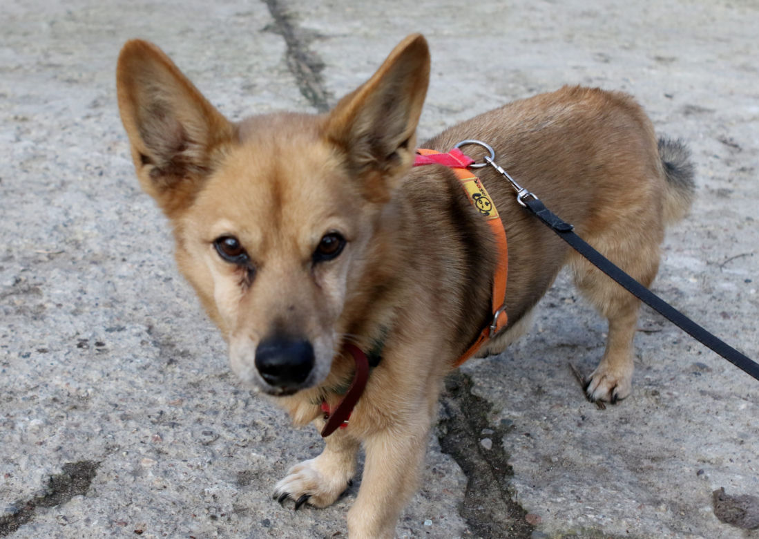 Pies do adopcji - Tabasco