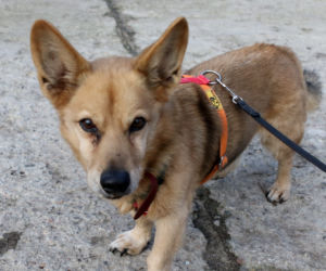 Pies do adopcji - Tabasco